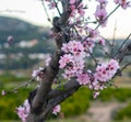 Highly flowered almond tree branch with green landscape