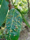 A highly infected leaf with Aceria erinea causing brown bubbles. Aceria erinea is a species of mite which causes galls on the