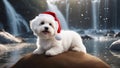 highly intricately detailed photograph of Cute sitting Bichon Havanese puppy dog in Christmas santa hat in front of a waterfall Royalty Free Stock Photo