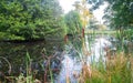 Reedmace Typha latifolia in a pond in England