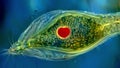 A highly magnified image of a euglena a flagellated protozoan with a prominent red eyespot and a long whiplike tail for