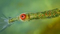 A highly magnified image of a euglena a flagellated protozoan with a prominent red eyespot and a long whiplike tail for