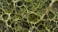 A highly magnified image of a fungal mat resembling a dense forest floor. The mats are formed by the interweaving of