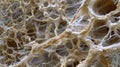 A highly magnified image of a fungal mycelium creeping through soil featuring a network of fine threads branching out in