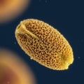A highly magnified image of a pollen grain, showcasing its intricate surface structure. Royalty Free Stock Photo