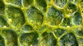 A highly magnified view of a plant cells chloroplasts revealing the precise arrangement of thylakoid membranes and