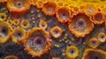 A highly magnified view of a single sporangia displaying intricate patterns and textures. .