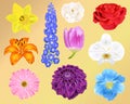 Photo-Realistic Flowers - Ten Vector Illustrations - For print, web, apps, media