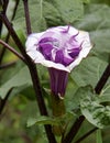 Gorgeous Purple And White Swirl Datura Flower Royalty Free Stock Photo