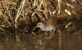 A highly secretive Water Rail Rallus aquaticus an inhabitant of freshwater wetlands. Royalty Free Stock Photo