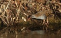 A highly secretive Water Rail Rallus aquaticus an inhabitant of freshwater wetlands. Royalty Free Stock Photo