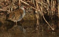 A highly secretive Water Rail Rallus aquaticus an inhabitant of freshwater wetlands. Royalty Free Stock Photo