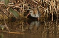 A highly secretive Water Rail Rallus aquaticus an inhabitant of freshwater wetlands. Royalty Free Stock Photo