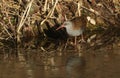 A highly secretive Water Rail Rallus aquaticus an inhabitant of freshwater wetlands. Royalty Free Stock Photo