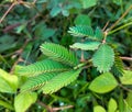 The highly sensitive to the touch compound leaves of Mimosa pudica â a sensitive, shy plant