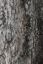 Highly textured tree trunk bark with brown