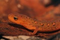 Highly Toxic Red eft on a leaf.