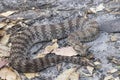 Australian Common Death Adder Royalty Free Stock Photo