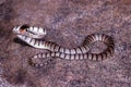 Juvenile Eastern Brown snake