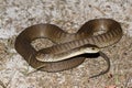 Rough Scaled Snake