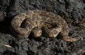 Highly Venomous Saw-scaled Viper seen at Satara,Maharashtra,India Royalty Free Stock Photo