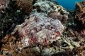 Venomous Stonefish on Coral Reef Royalty Free Stock Photo