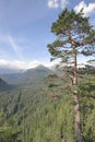 Highmountain pine forest