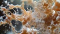 A highresolution view of a fungal spore bursting open releasing a cloud of fine particles and revealing the complex