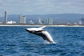 Highrises and breaching Humpback Royalty Free Stock Photo