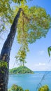 Big tree and sea scape view. Royalty Free Stock Photo