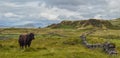 Angus Bull standing in a field of the scottish Highlands Royalty Free Stock Photo