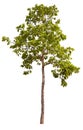 hight qaulity tree on white background Royalty Free Stock Photo
