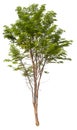 hight qaulity tree on white background Royalty Free Stock Photo