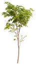 hight qaulity tree on white background Royalty Free Stock Photo