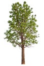 hight qaulity tree on white background Royalty Free Stock Photo