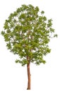 hight qaulity tree on white background Royalty Free Stock Photo