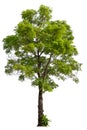 hight qaulity tree on white background Royalty Free Stock Photo