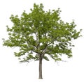 hight qaulity tree on white background Royalty Free Stock Photo
