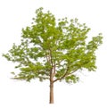 hight qaulity tree on white background Royalty Free Stock Photo