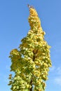 Hight tree in autumn time Royalty Free Stock Photo