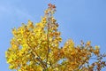 Hight tree in autumn time Royalty Free Stock Photo