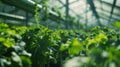 A hightech greenhouse equipped with IoT sensors and automated ventilation maintains optimal conditions for crop growth