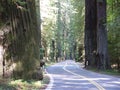 Highway 101 in California Redwood Forest