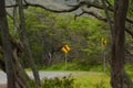 Curves Ahead Road Sign on Molokai Royalty Free Stock Photo