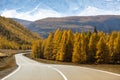 Highway Chuysky Trakt with the truck and yellow autumn forest of Altai Republic