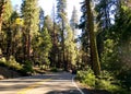 Highway through the forest in Yosemite National Park Royalty Free Stock Photo