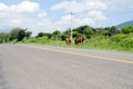 Highway and free range horses