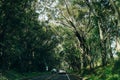 Highway through a lush tropical forest in kauai, hawaii - may 2023 Royalty Free Stock Photo