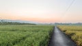 The highway in the middle of the rice fields in the morning time Royalty Free Stock Photo