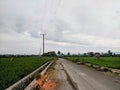 highway in the middle of rice fields in the village Royalty Free Stock Photo